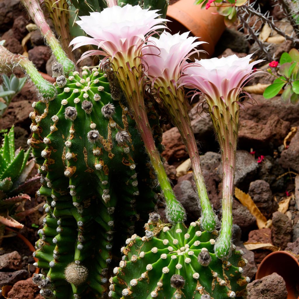 Echinopsis multiplex