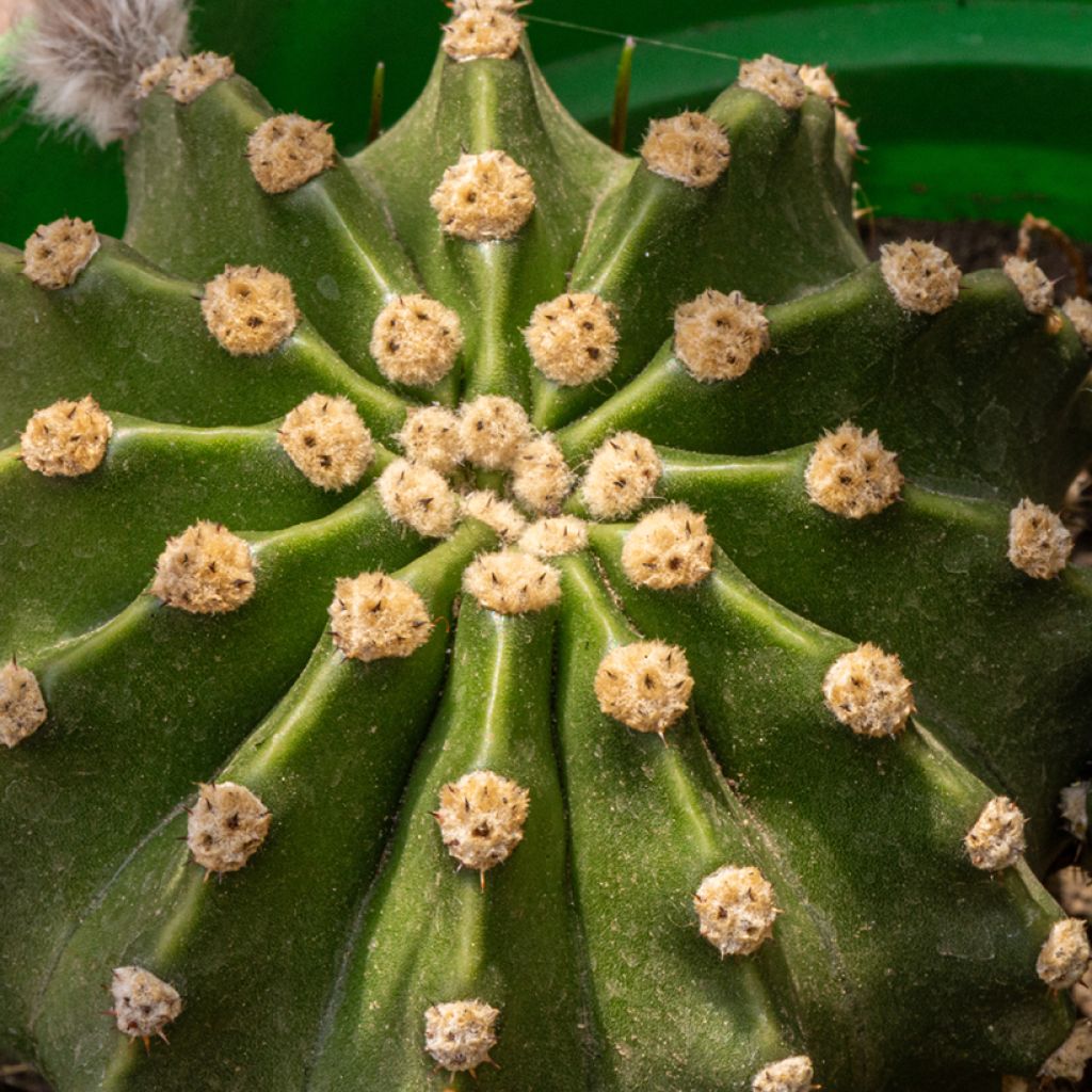 Echinopsis multiplex