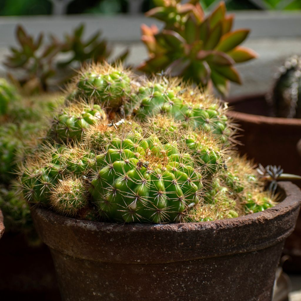 Echinopsis multiplex