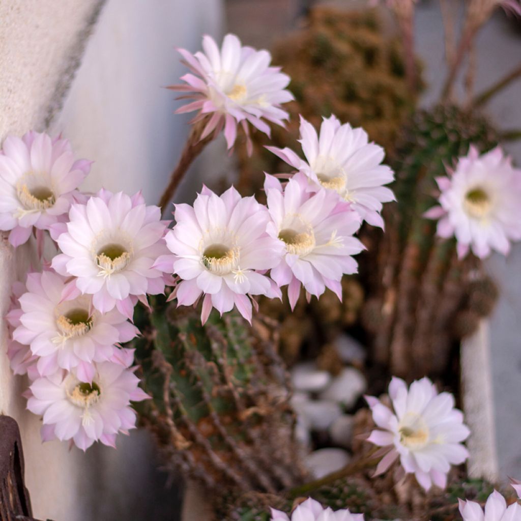 Echinopsis multiplex