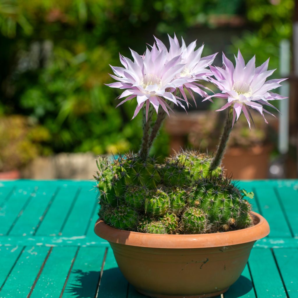 Echinopsis multiplex