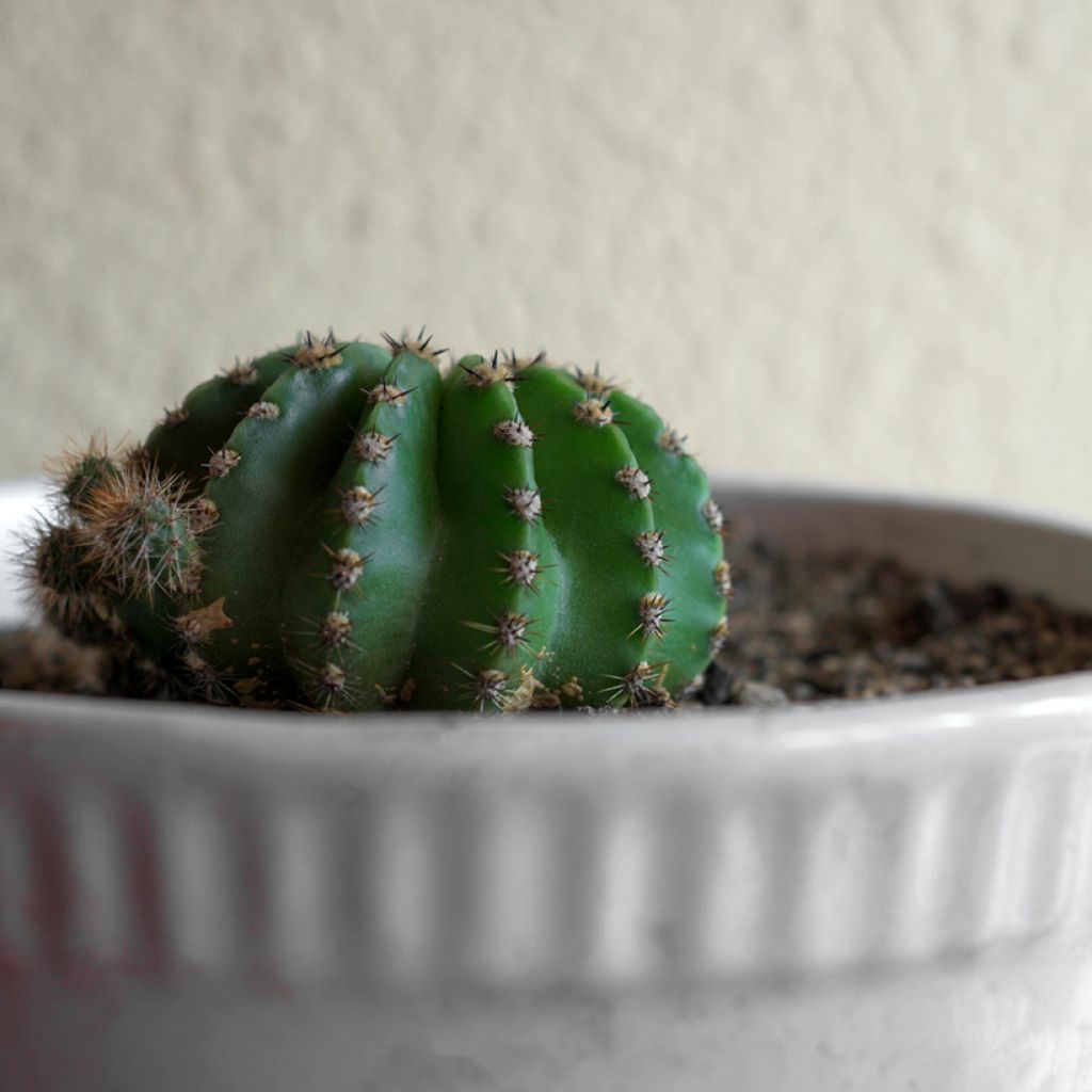 Echinopsis multiplex