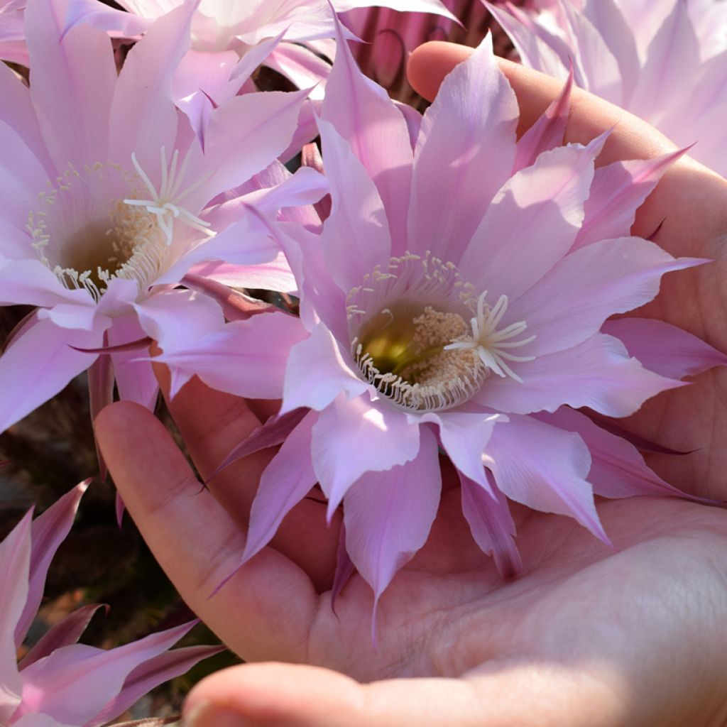 Echinopsis multiplex