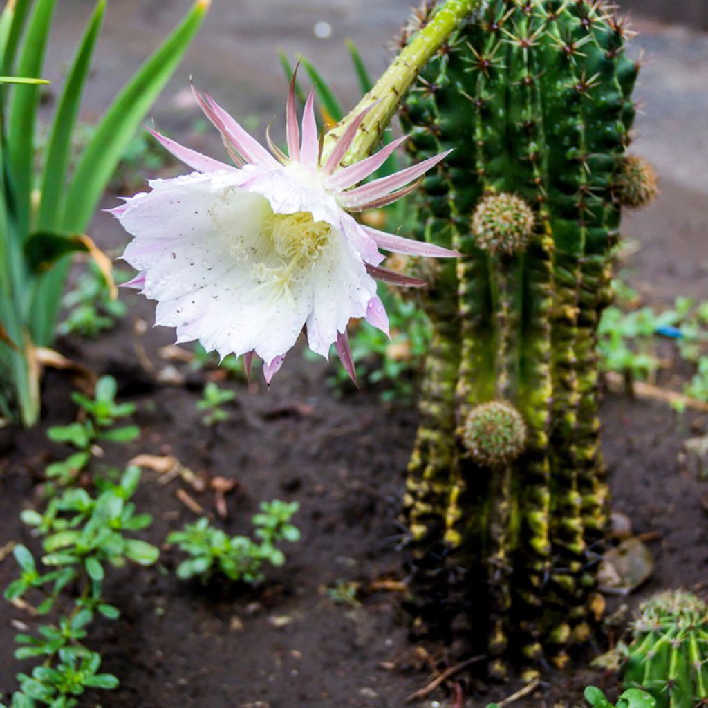 Echinopsis multiplex