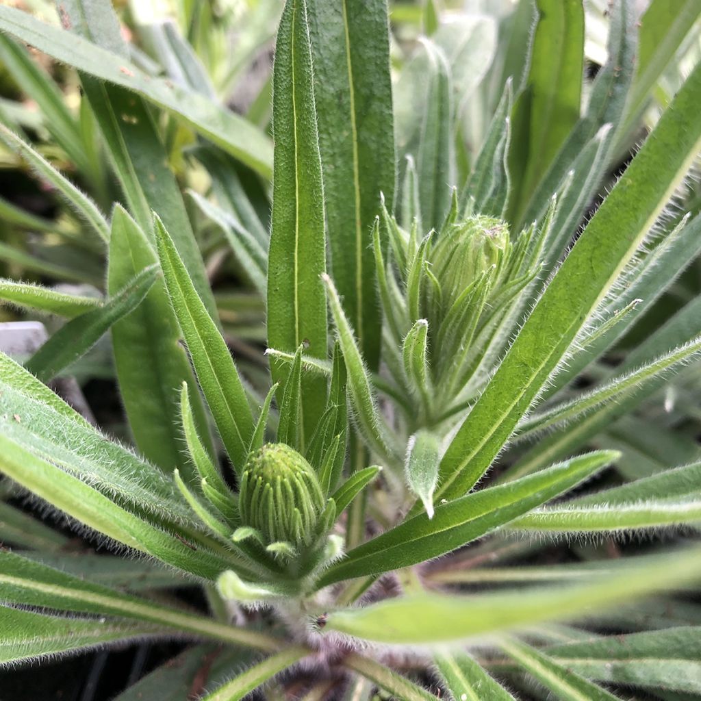 Echium amoneum Red Fathers - Viperina