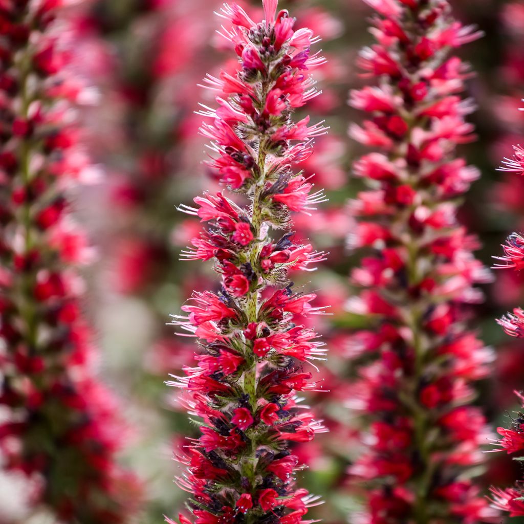 Echium amoneum Red Fathers - Viperina