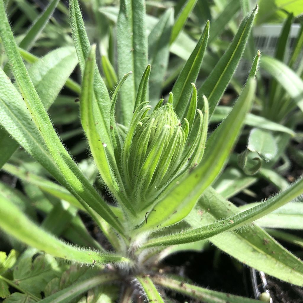 Echium amoneum Red Fathers - Viperina