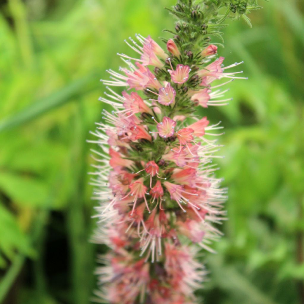 Echium amoneum Red Fathers - Viperina