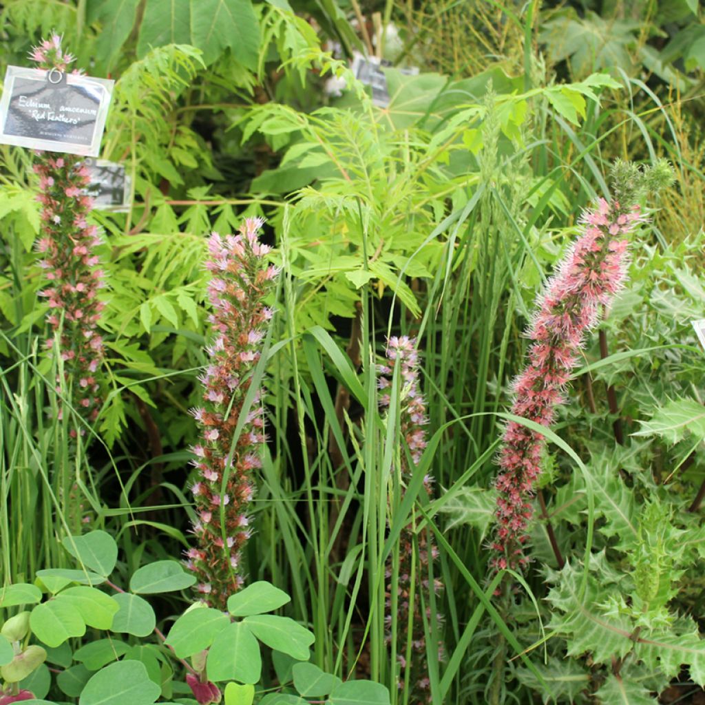 Echium amoneum Red Fathers - Viperina