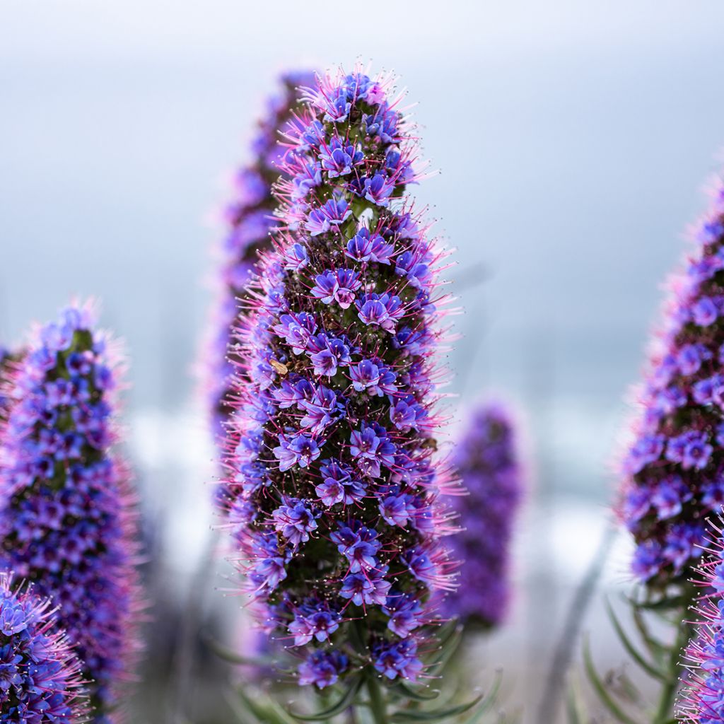 Echium candicans - Viperina candeggiante