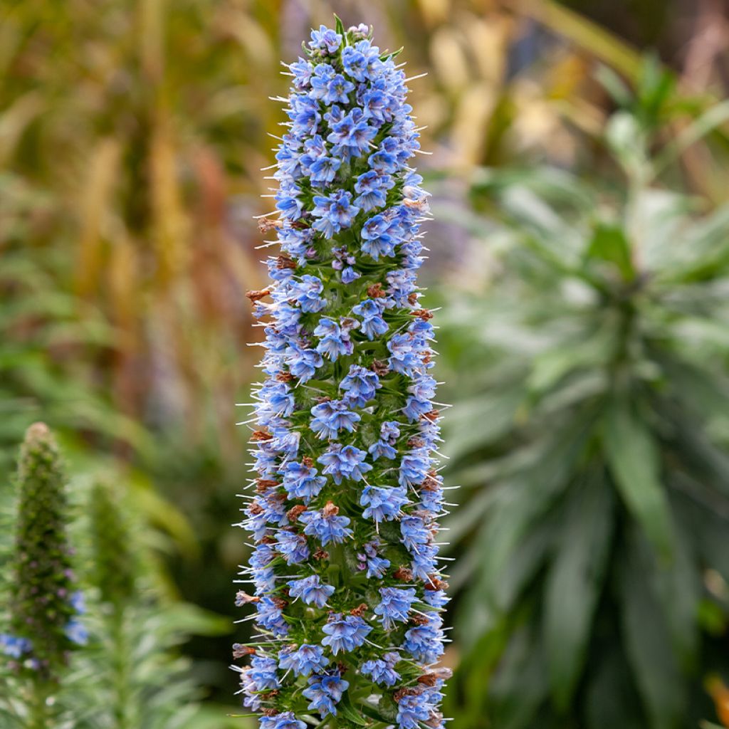 Echium candicans - Viperina candeggiante