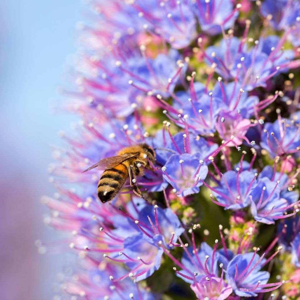 Echium candicans - Viperina candeggiante