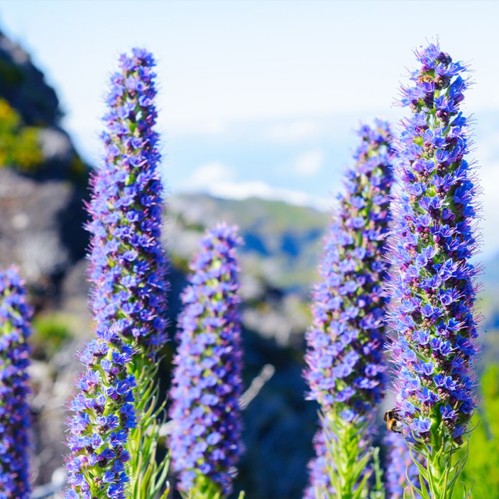 Echium candicans - Viperina candeggiante