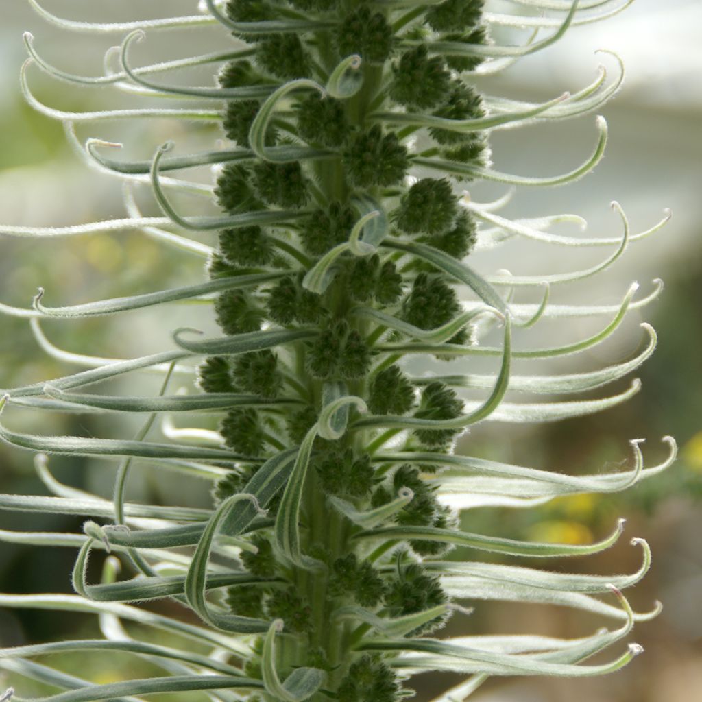 Echium candicans - Viperina candeggiante