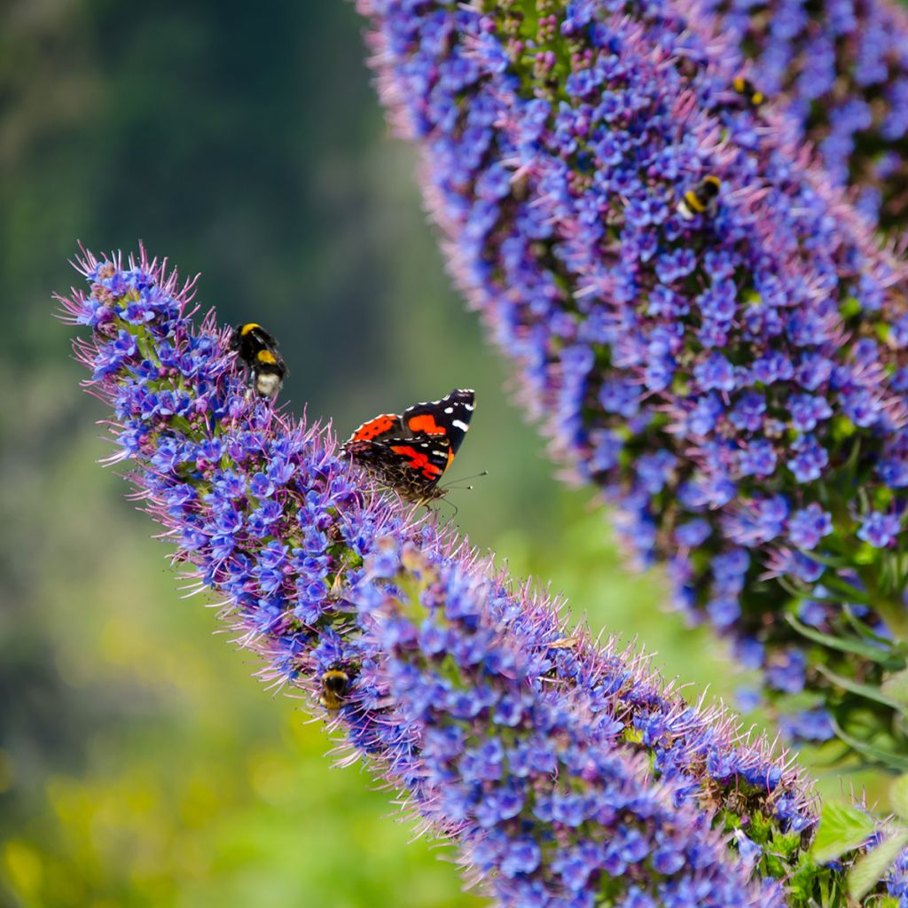 Echium candicans - Viperina candeggiante