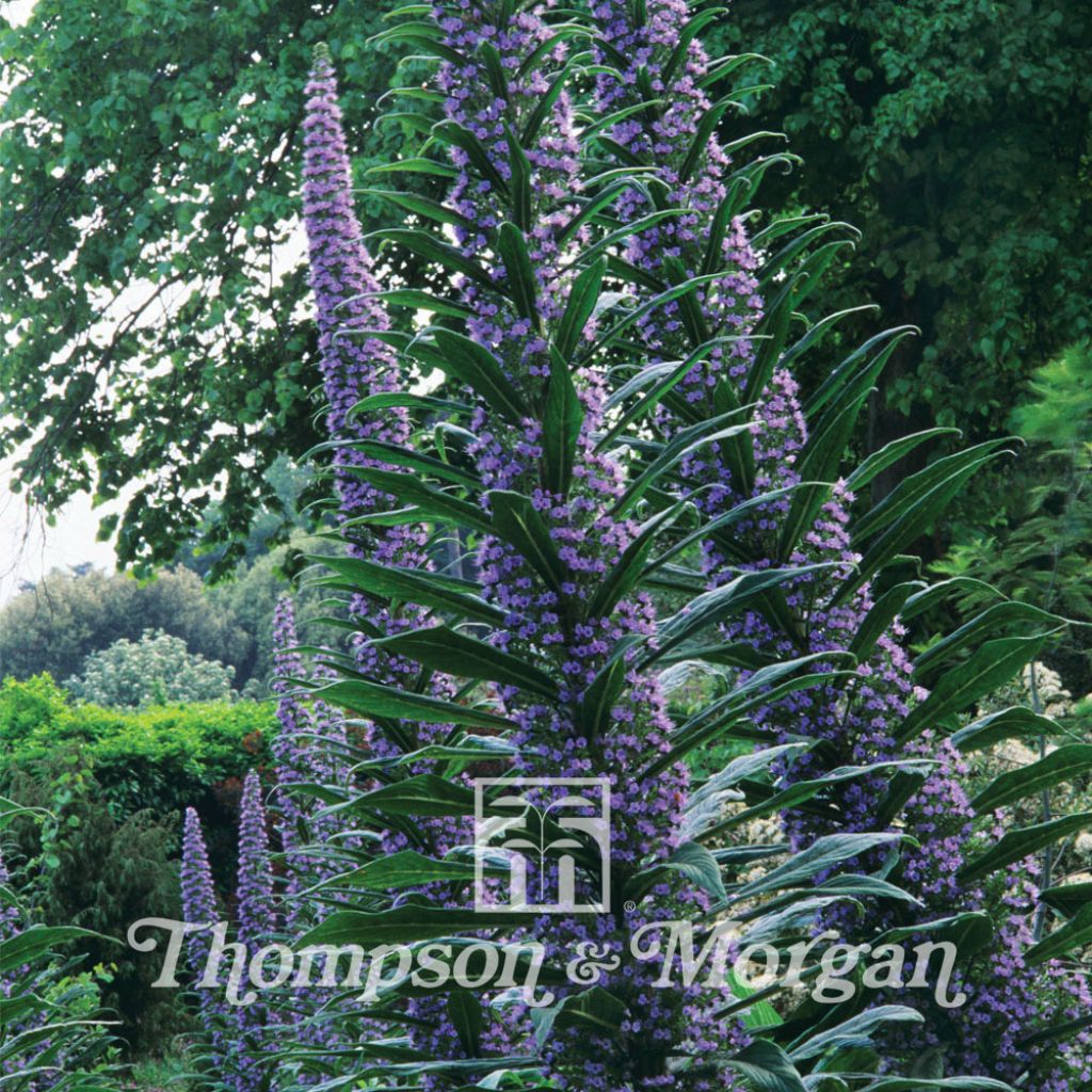 Echium Pininana (Vipérine des Canaries)