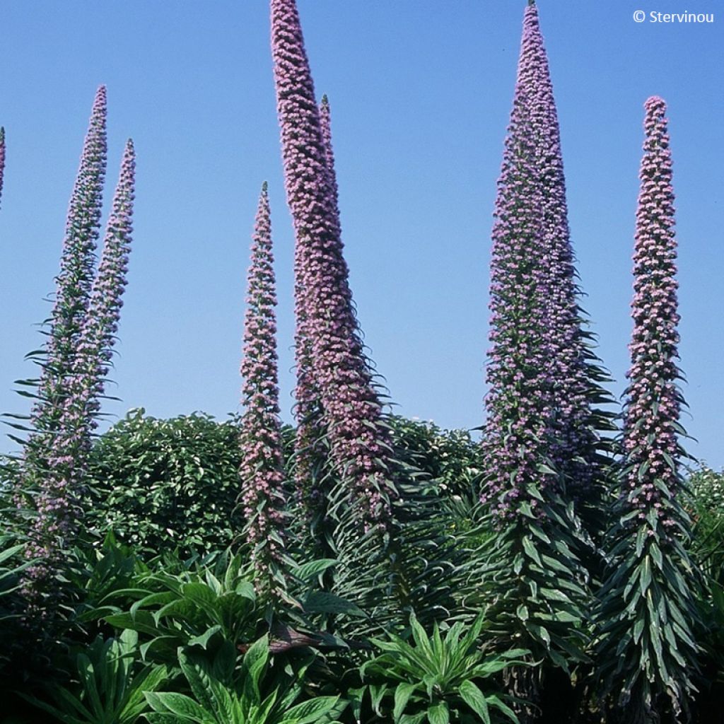 Echium pininana (semi) - Viperina