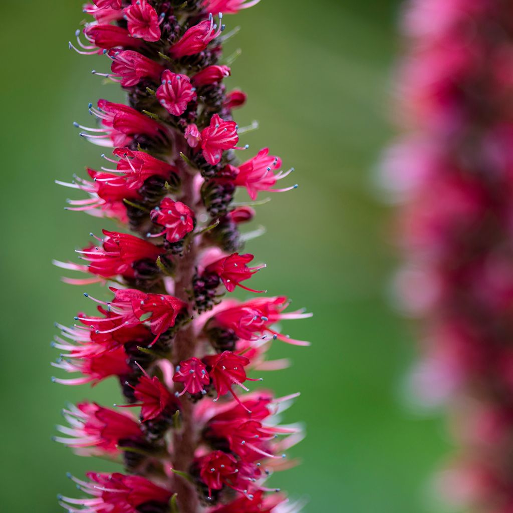 Echium russicum - Viperina