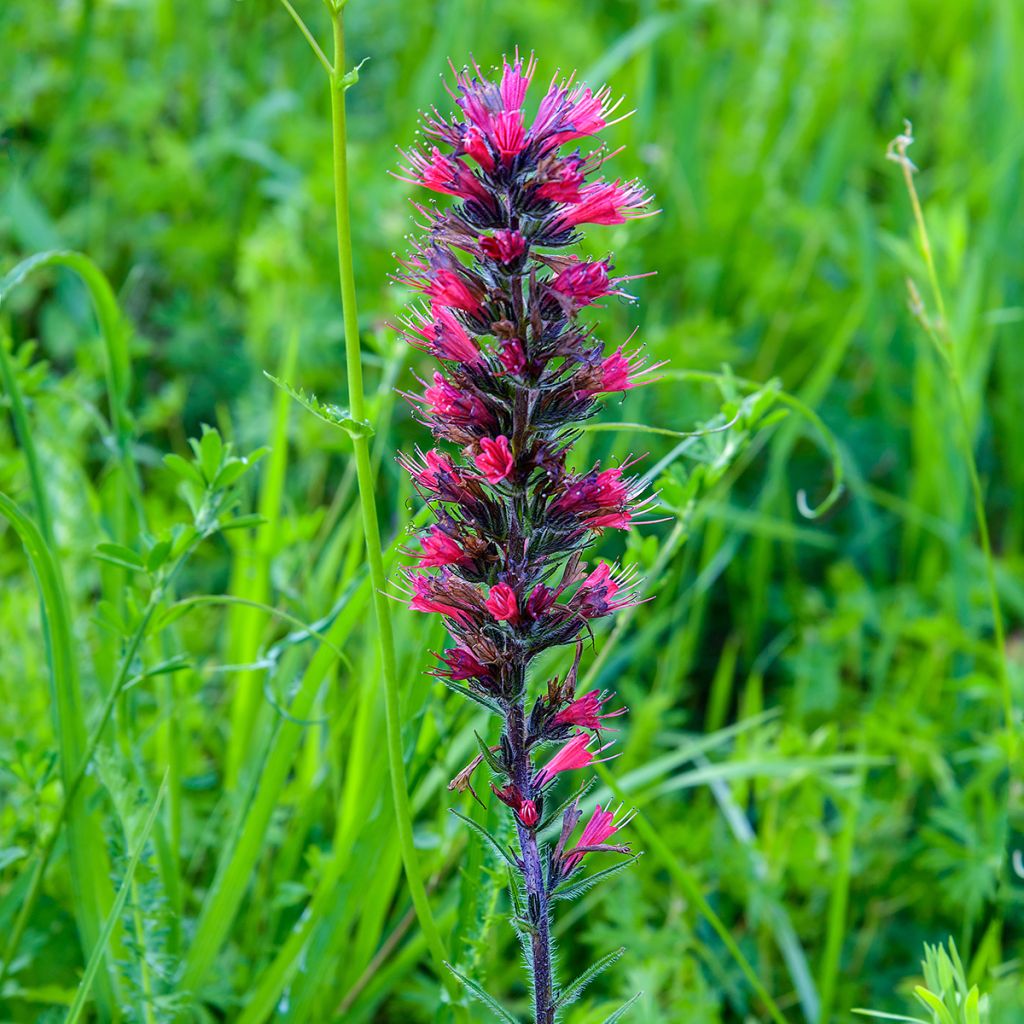 Echium russicum - Viperina