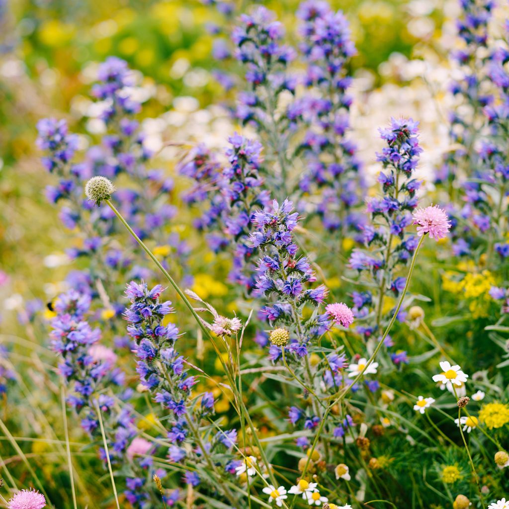 Echium vulgare - Viperina azzurra