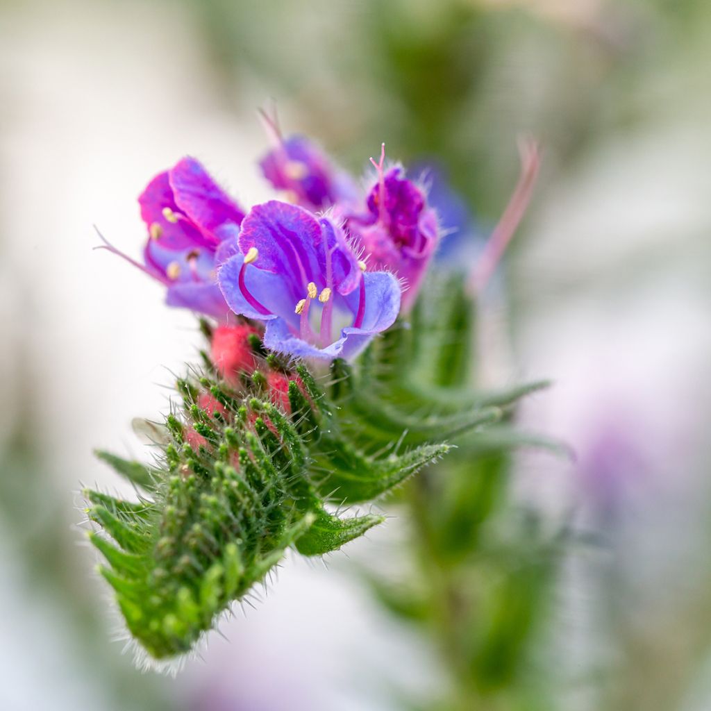 Echium vulgare - Viperina azzurra