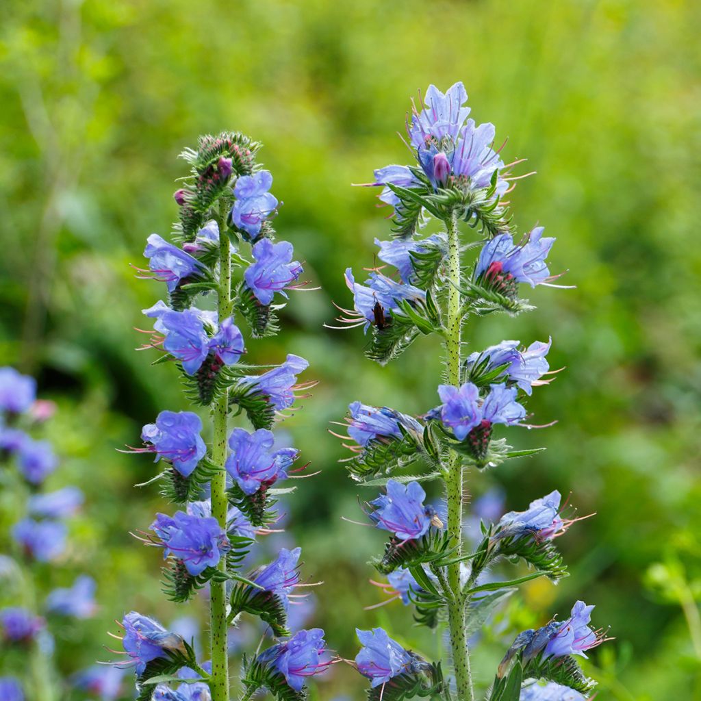 Echium vulgare - Viperina azzurra