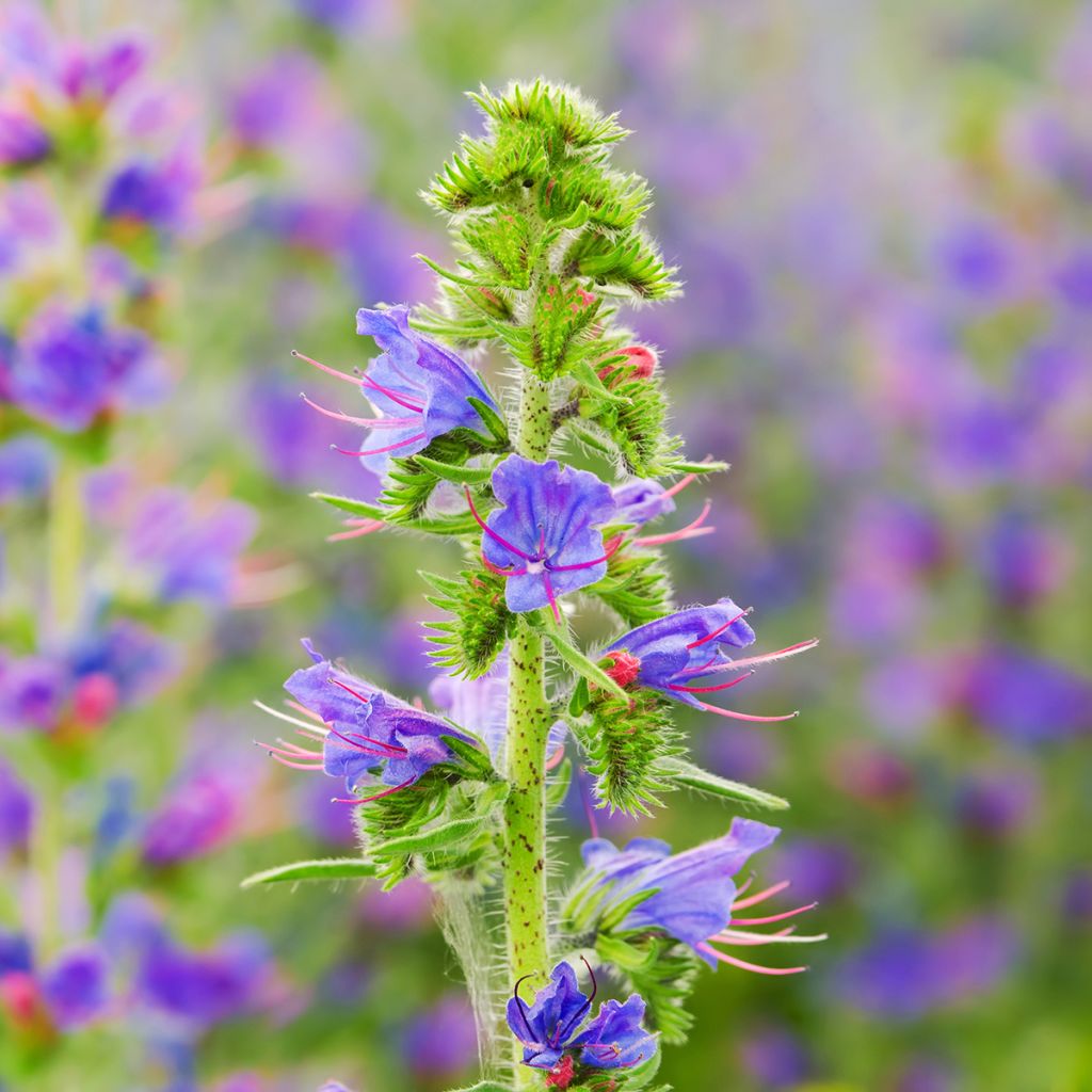 Echium vulgare - Viperina azzurra