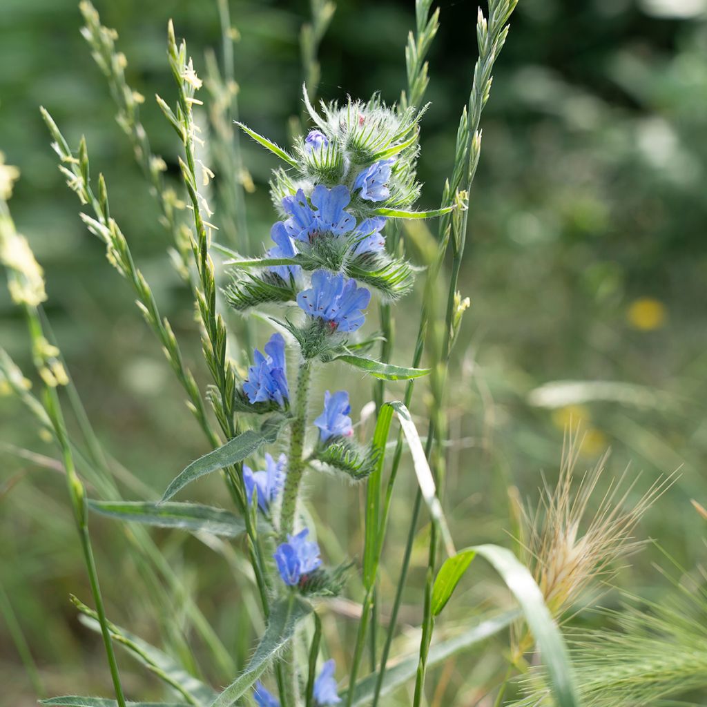 Echium vulgare - Viperina azzurra