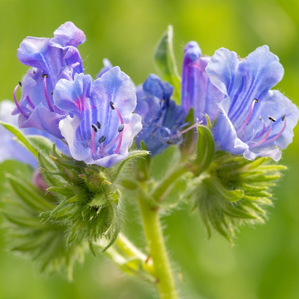 Echium vulgare - Viperina azzurra