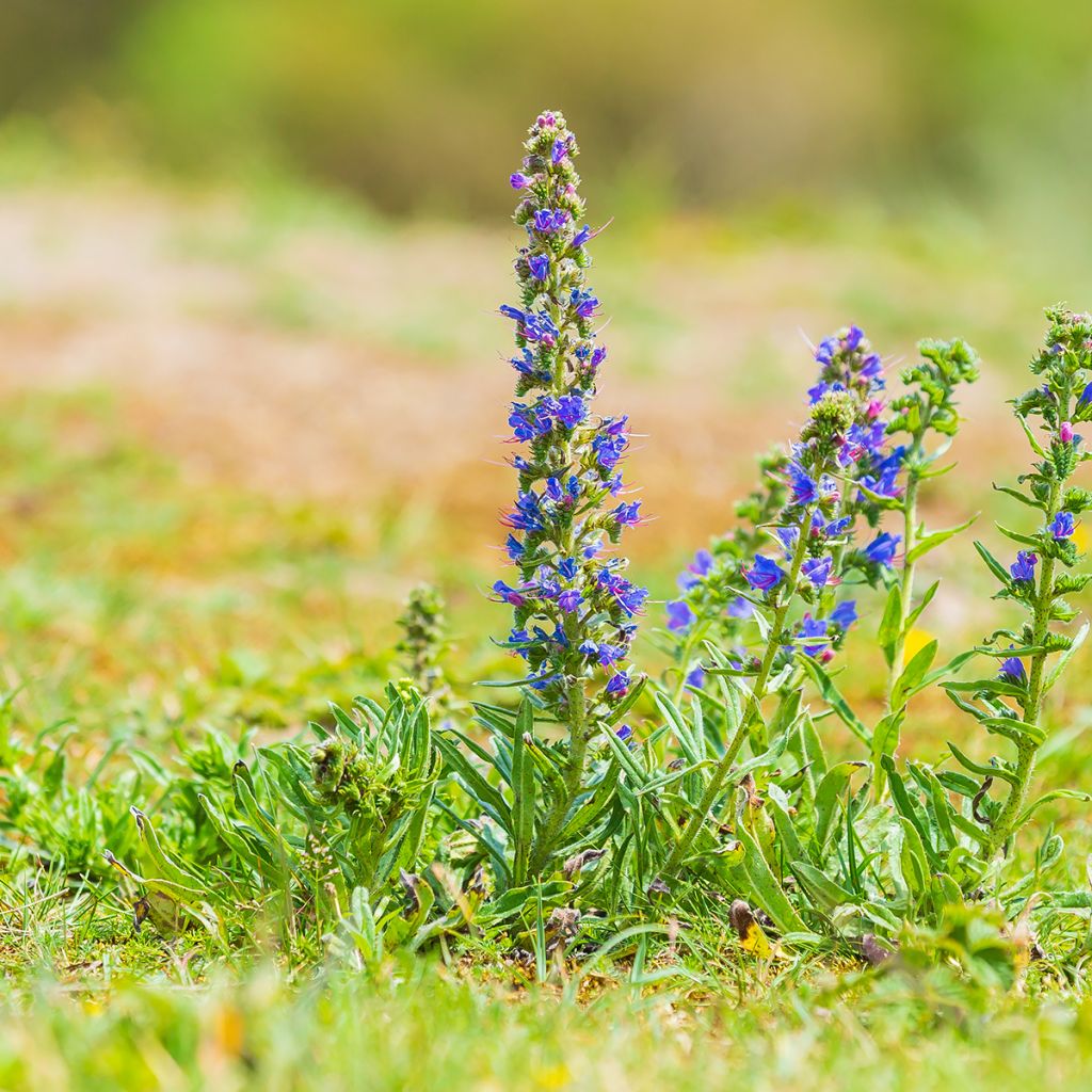 Echium vulgare - Viperina azzurra