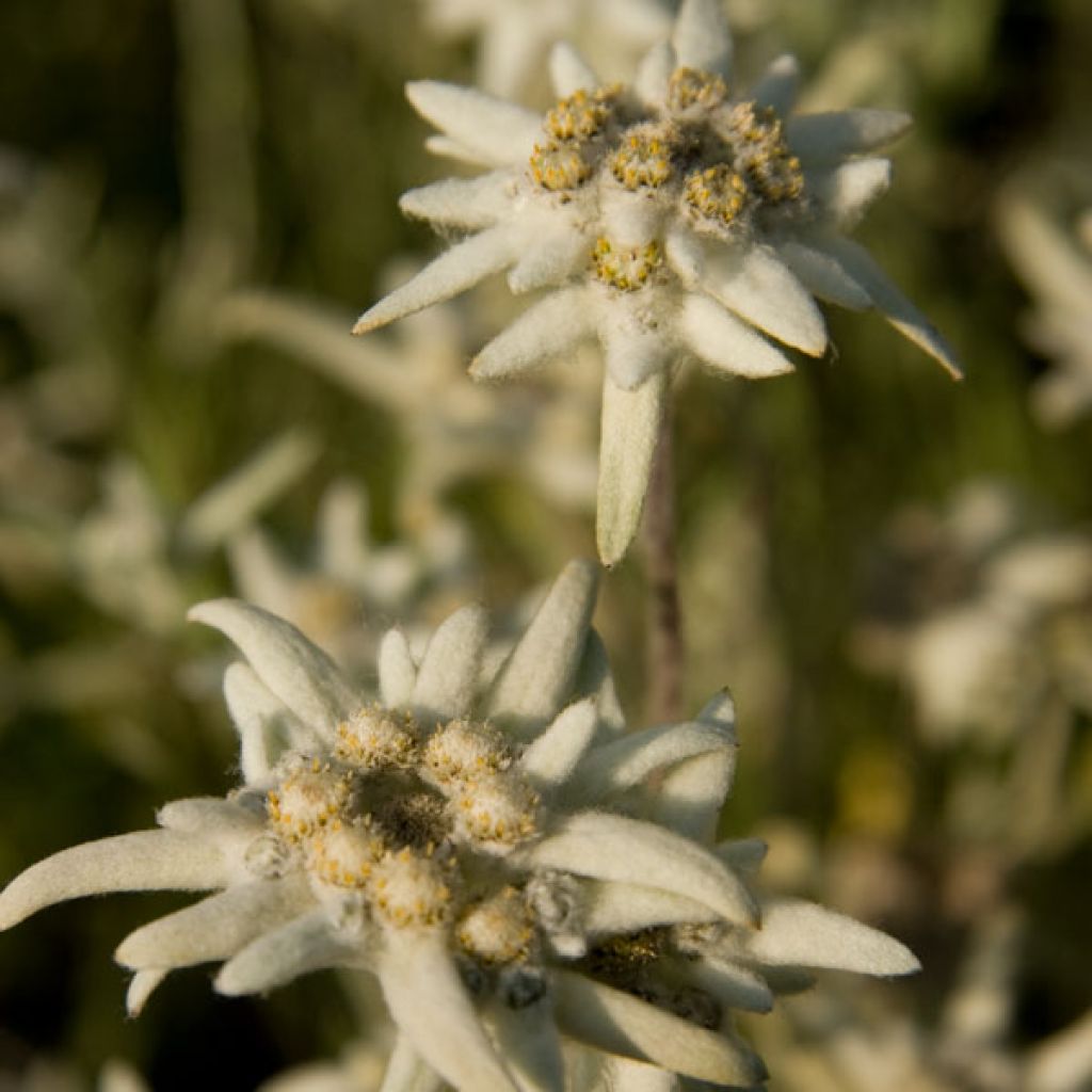 Edelweiss des Alpes, Leontopodium alpinum