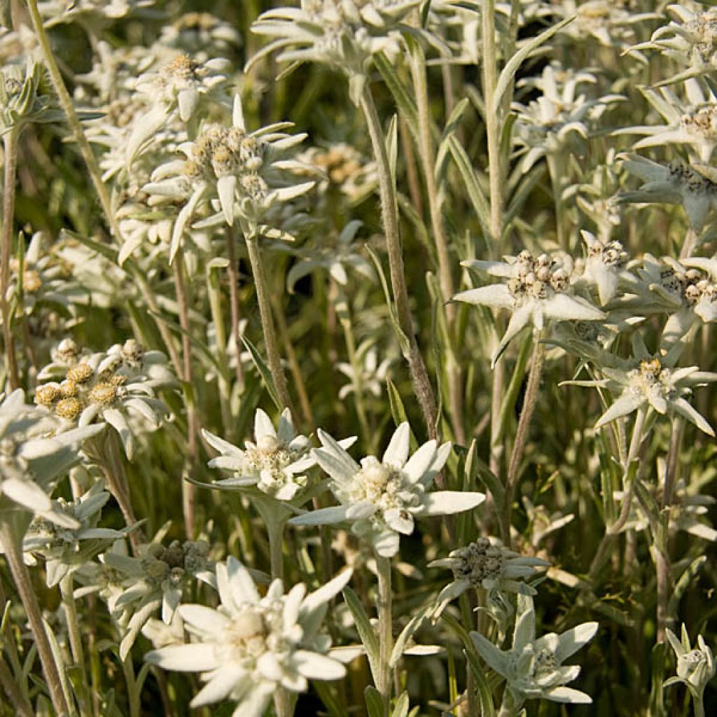 Edelweiss des Alpes, Leontopodium alpinum