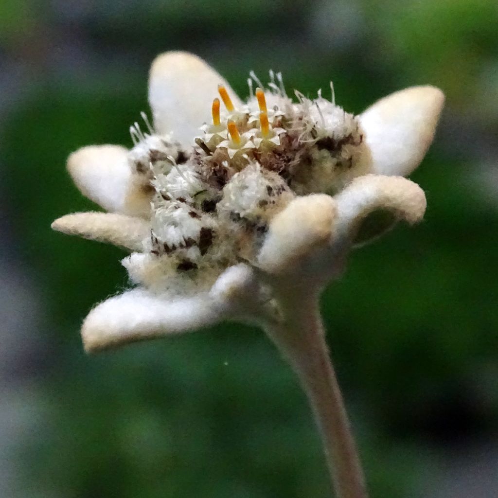 Leontopodium alpinum - Stella alpina