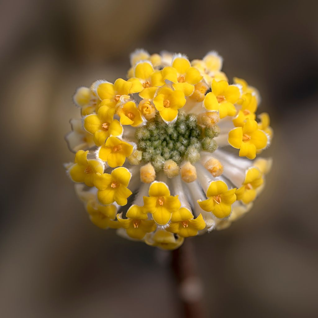 Edgeworthia chrysantha - Bastone di san Giuseppe