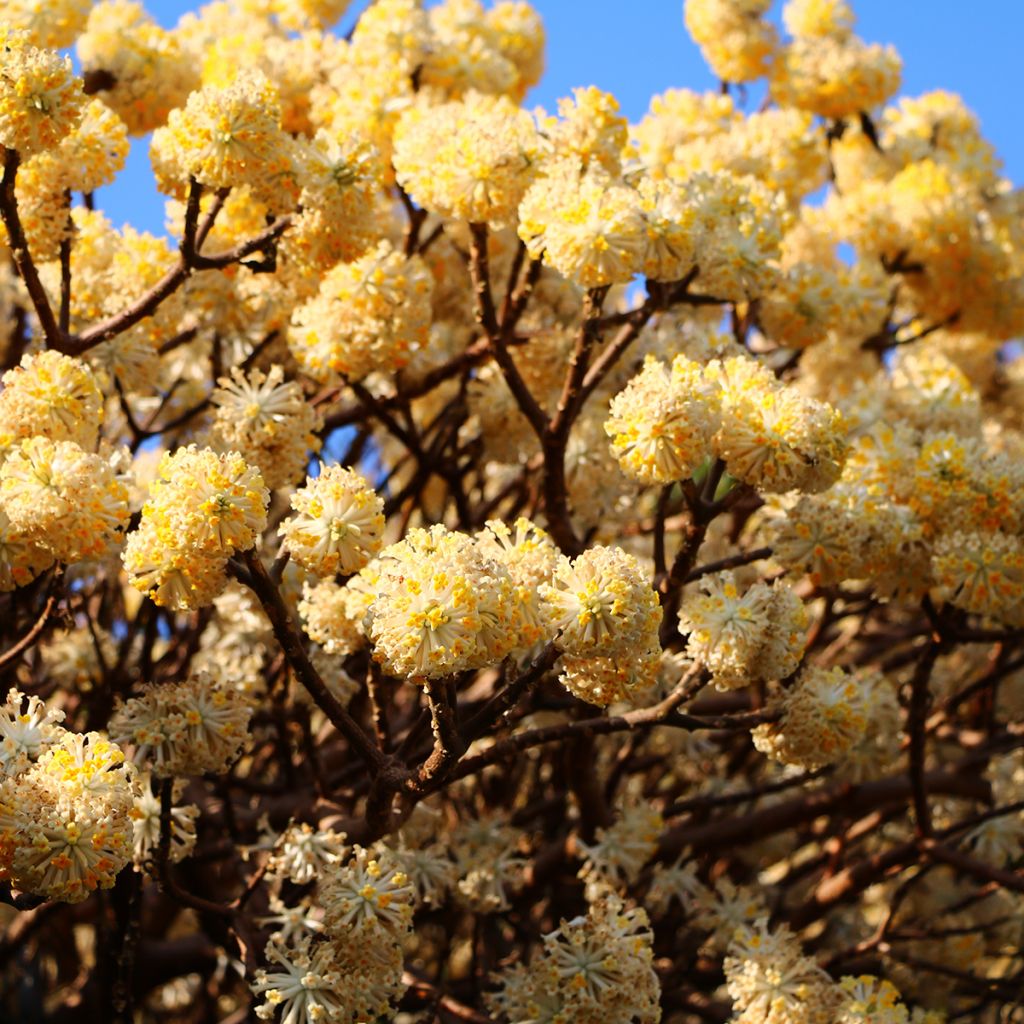 Edgeworthia chrysantha - Bastone di san Giuseppe