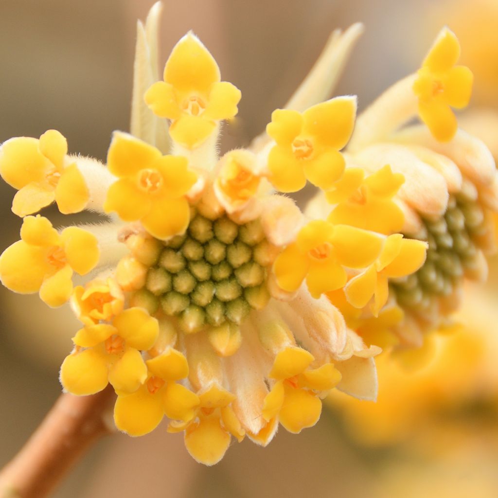 Edgeworthia chrysantha - Bastone di san Giuseppe