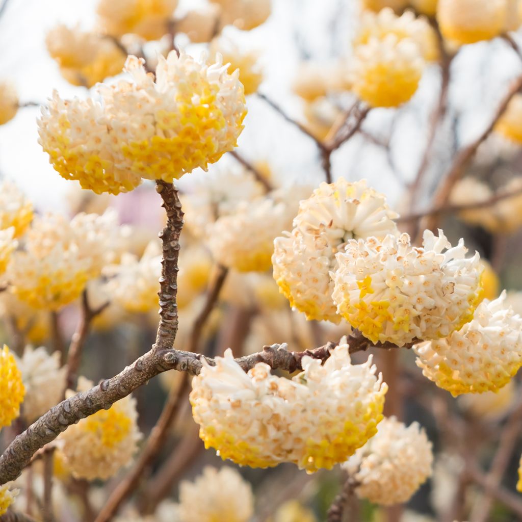 Edgeworthia chrysantha - Bastone di san Giuseppe