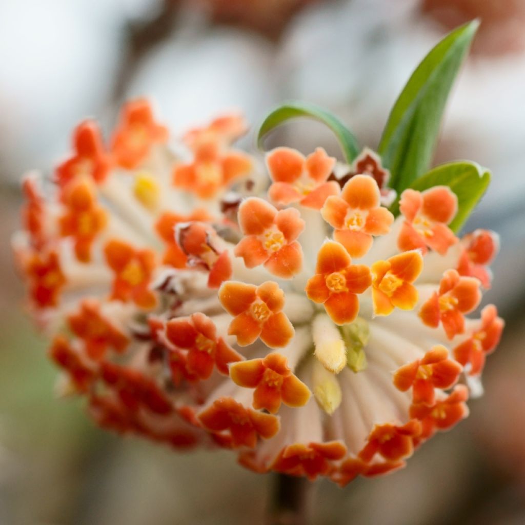 Edgeworthia chrysantha Red Dragon 'Akebono' - Bastone di san Giuseppe