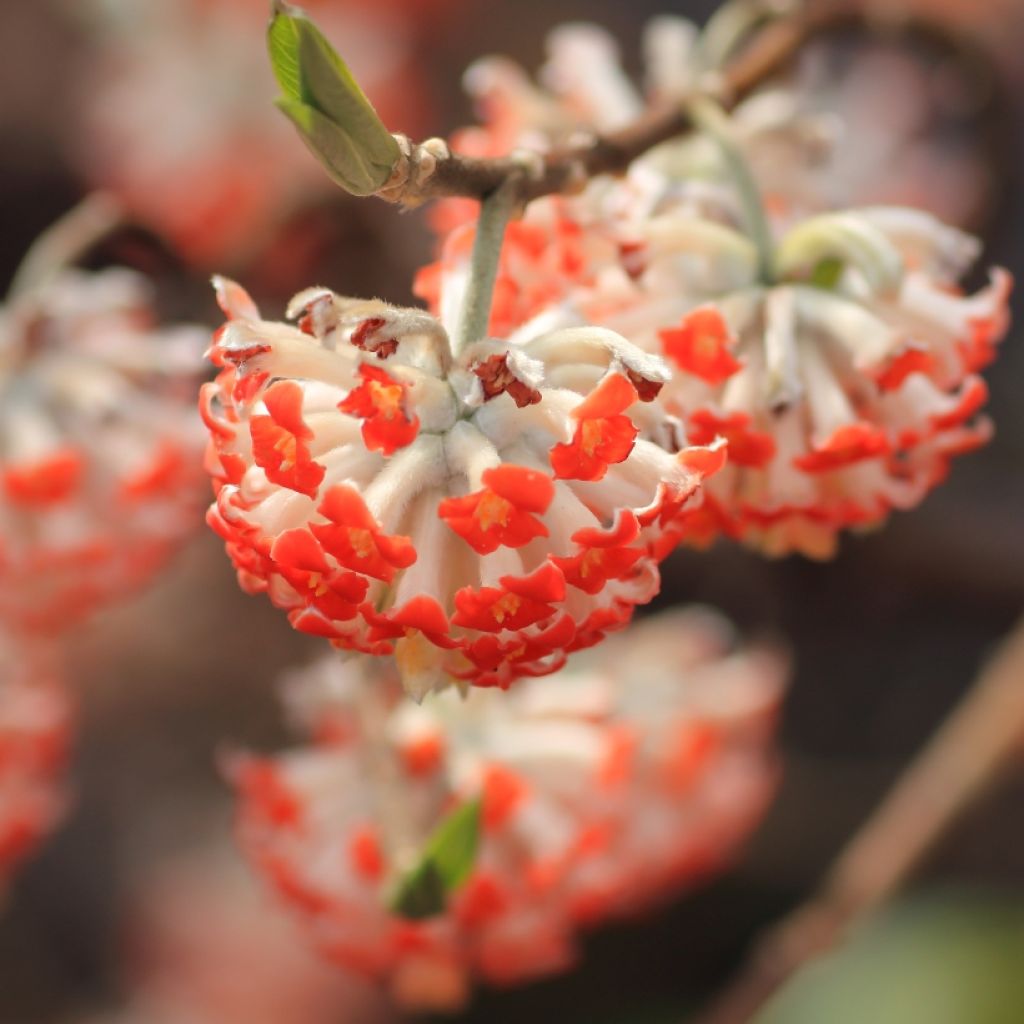 Edgeworthia chrysantha Red Dragon 'Akebono' - Bastone di san Giuseppe