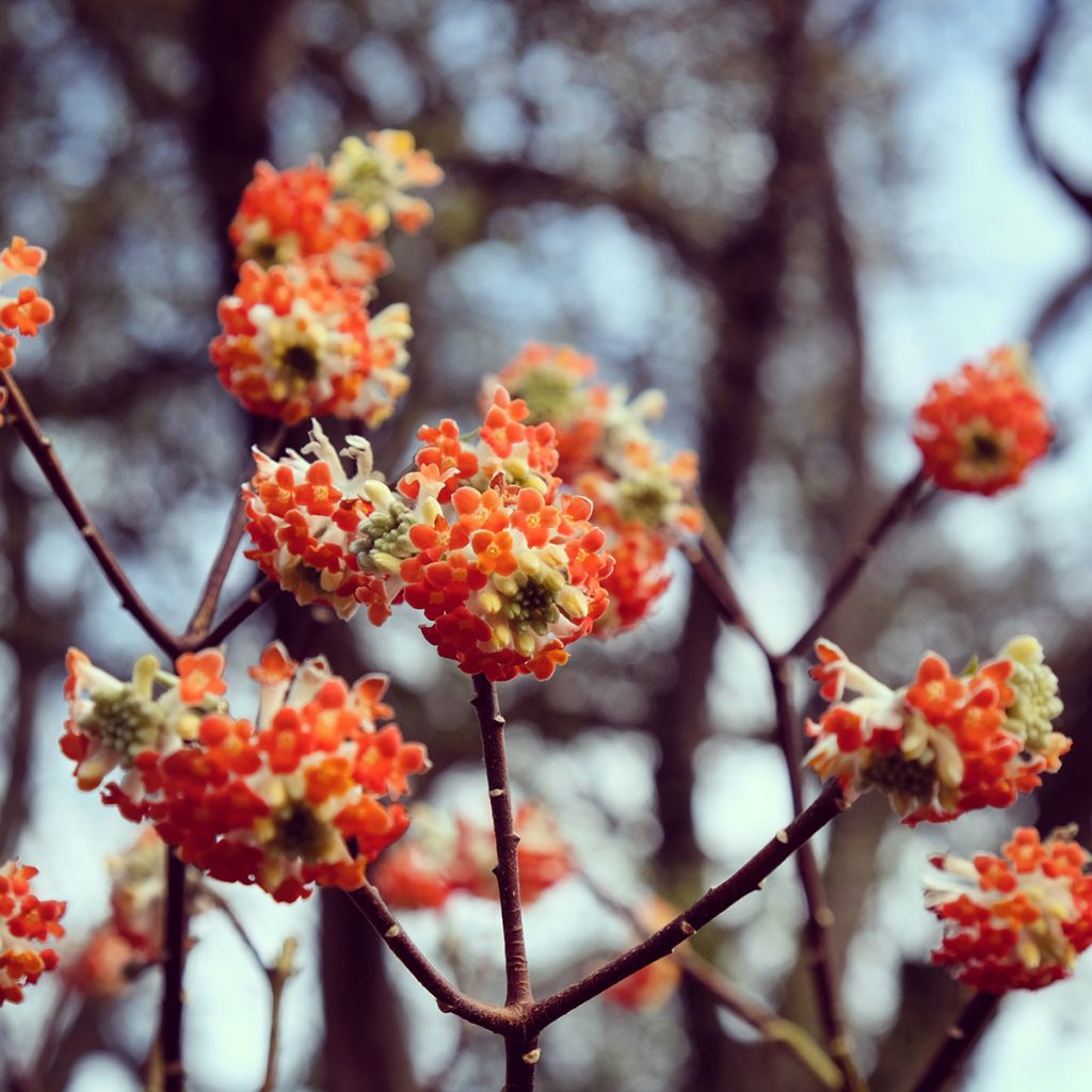 Edgeworthia chrysantha Red Dragon 'Akebono' - Bastone di san Giuseppe