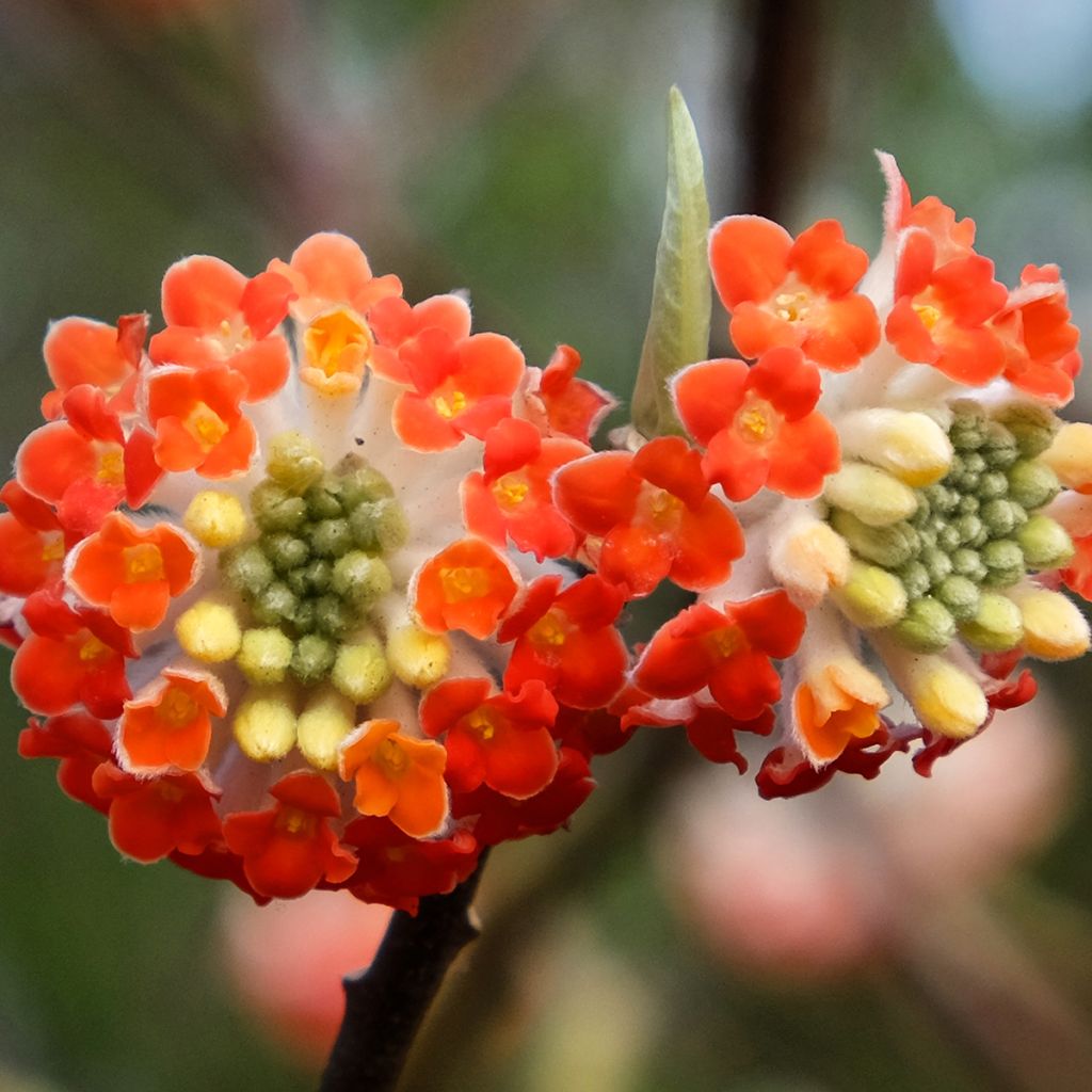 Edgeworthia chrysantha Red Dragon 'Akebono' - Bastone di san Giuseppe