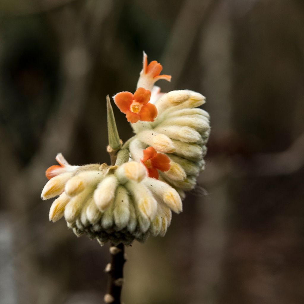 Edgeworthia chrysantha Red Dragon 'Akebono' - Bastone di san Giuseppe