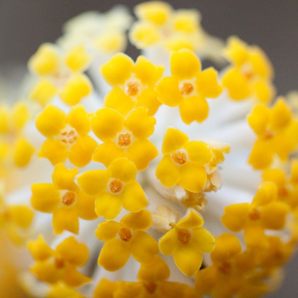 Edgeworthia chrysantha - Bastone di san Giuseppe