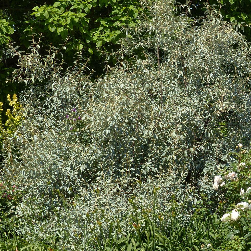 Elaeagnus angustifolia - Olivier de Bohême.