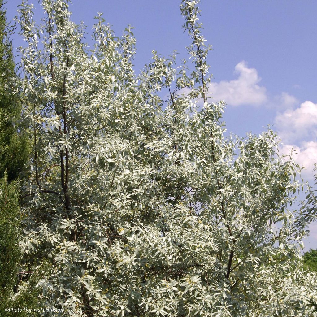 Elaeagnus commutata Zempin - Eleagno