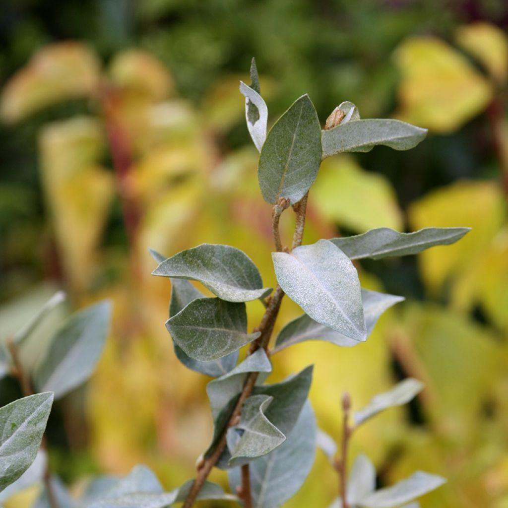 Elaeagnus commutata Zempin - Eleagno