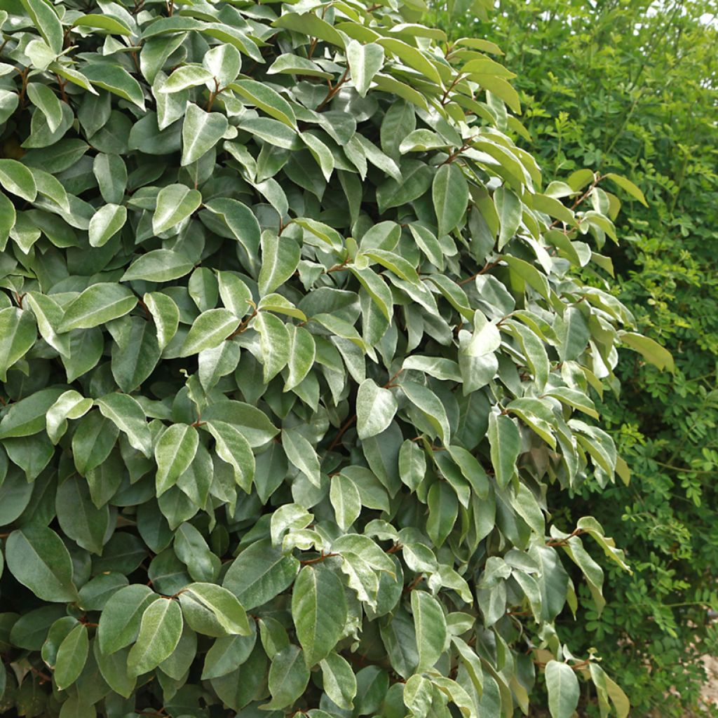 Elaeagnus ebbingei - Eleagno