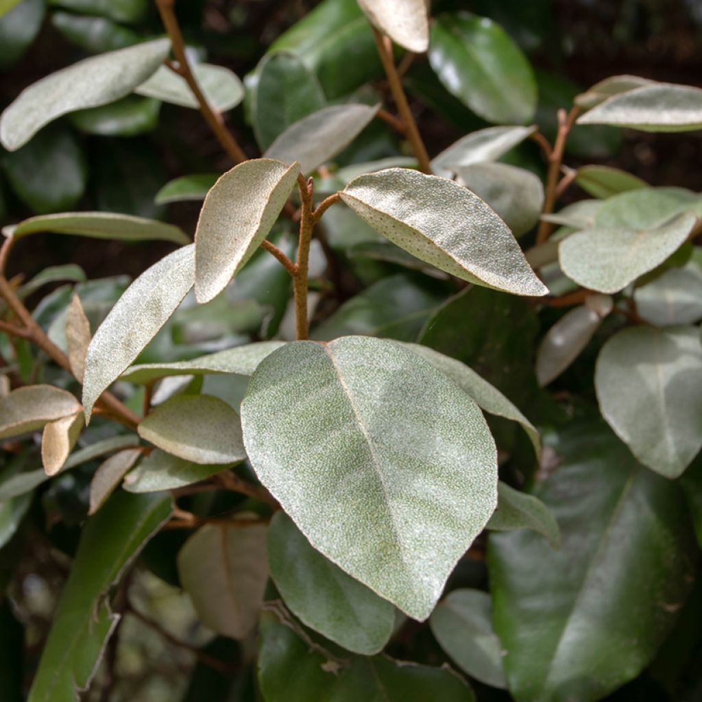 Elaeagnus ebbingei - Eleagno