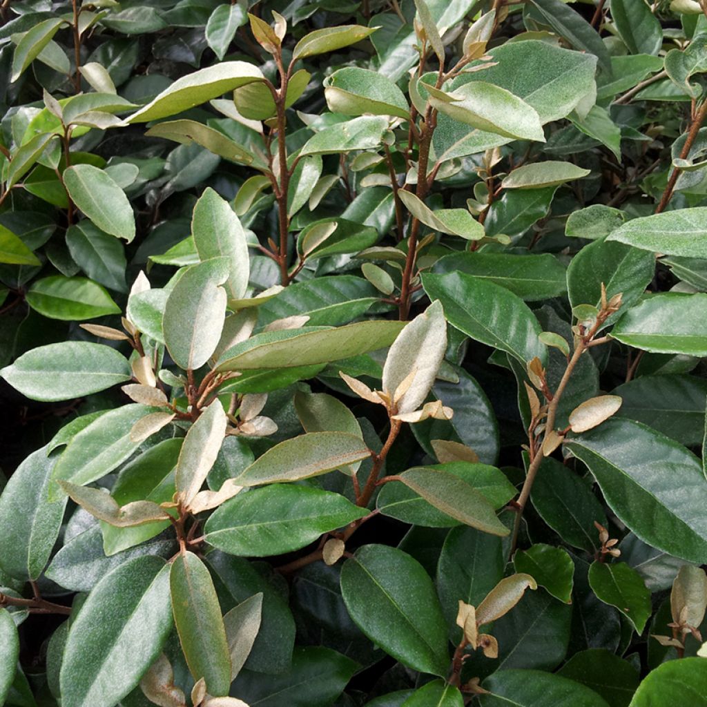 Elaeagnus ebbingei - Eleagno