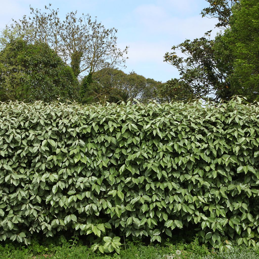 Elaeagnus ebbingei - Eleagno